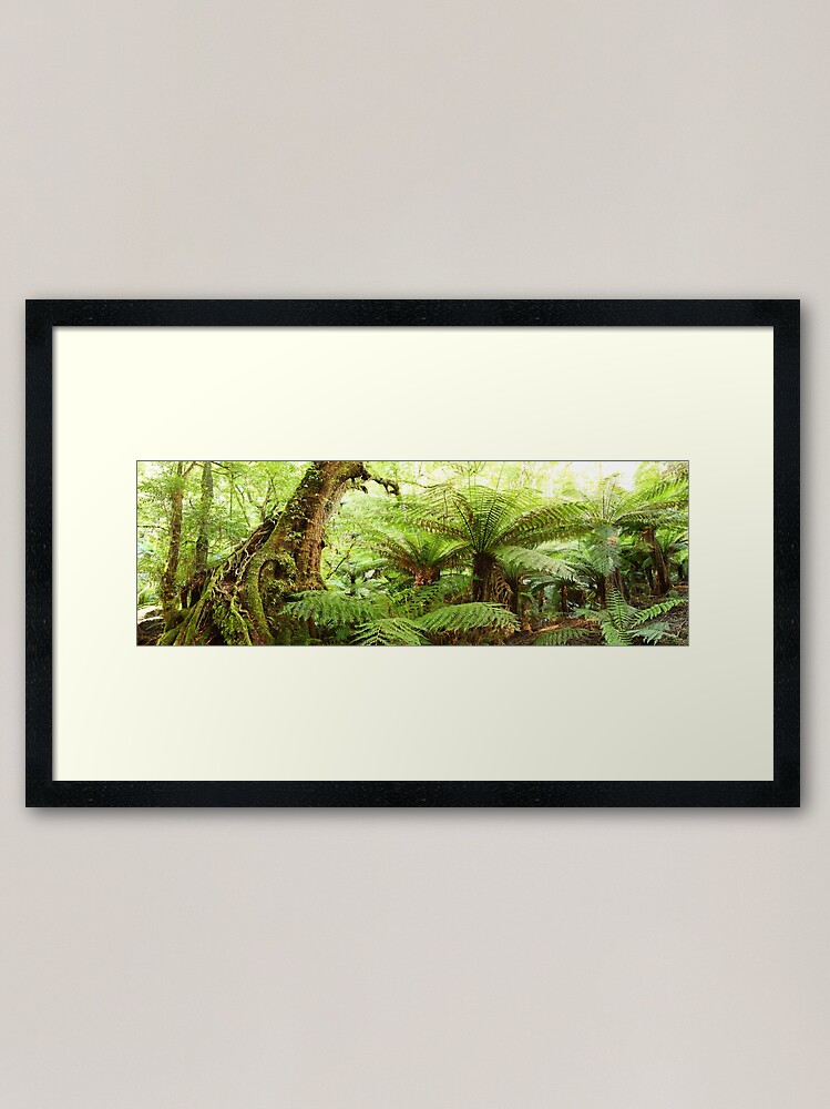 Thumbnail 1 of 7, Framed Art Print, Myrtle Tree, Tarra Bulga National Park, Australia designed and sold by Chockstone.