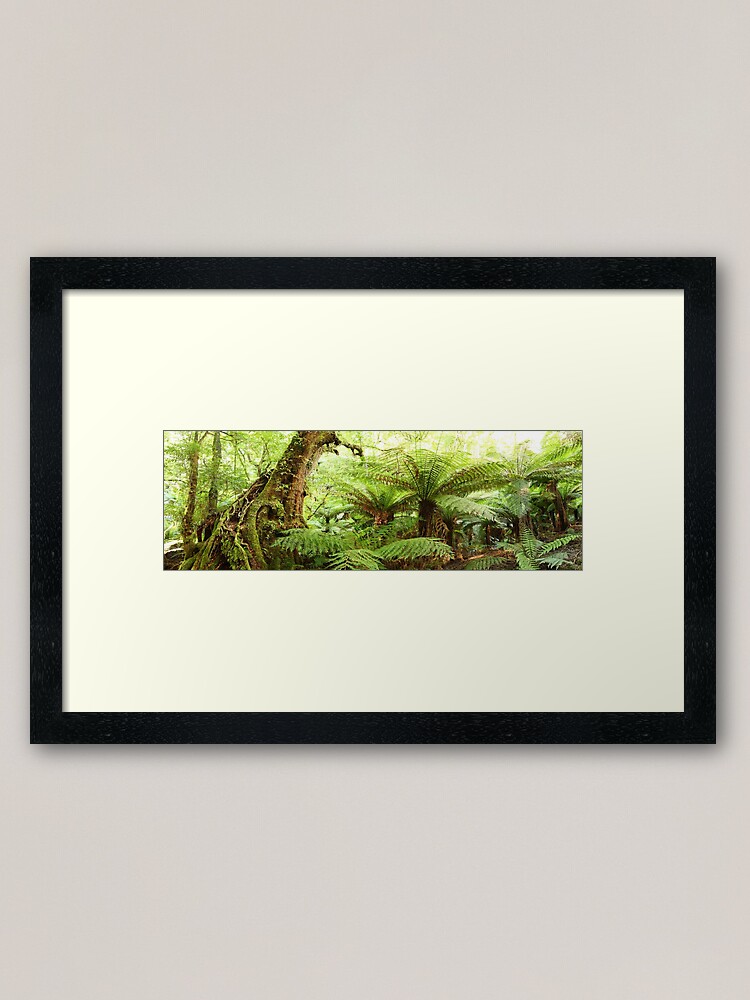 Thumbnail 1 of 7, Framed Art Print, Myrtle Tree, Tarra Bulga National Park, Australia designed and sold by Chockstone.