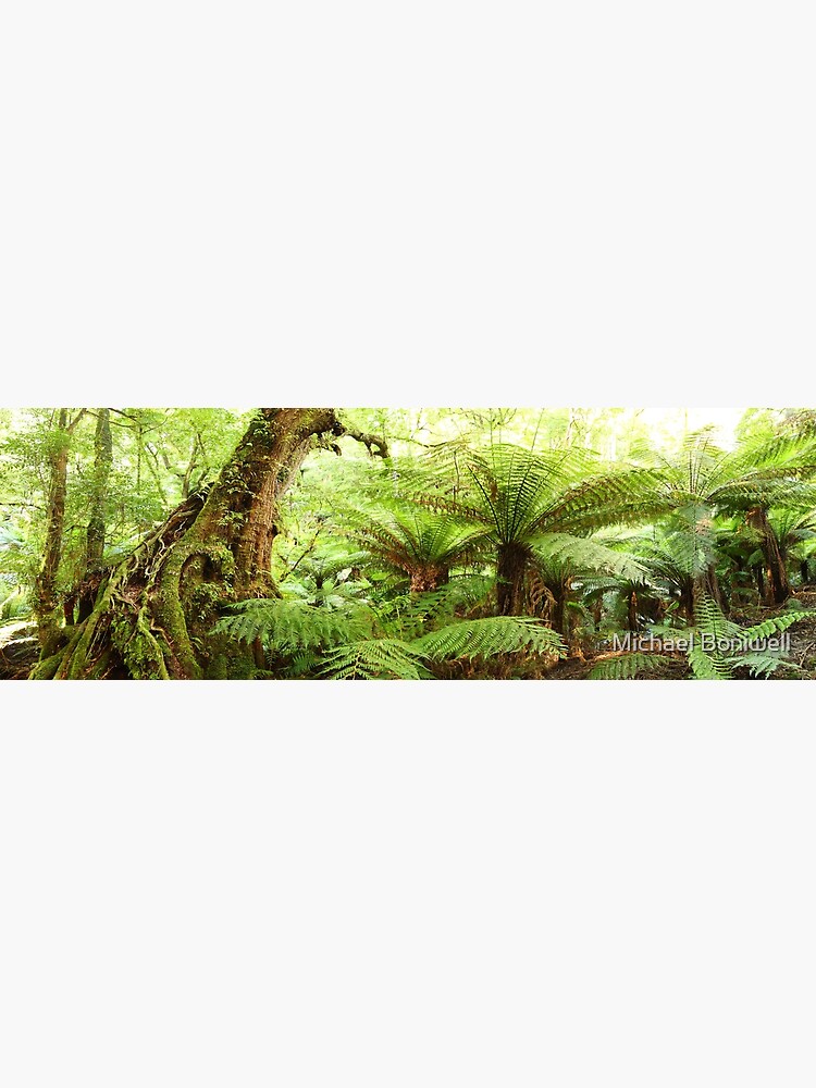 Thumbnail 3 of 3, Canvas Print, Myrtle Tree, Tarra Bulga National Park, Australia designed and sold by Chockstone.