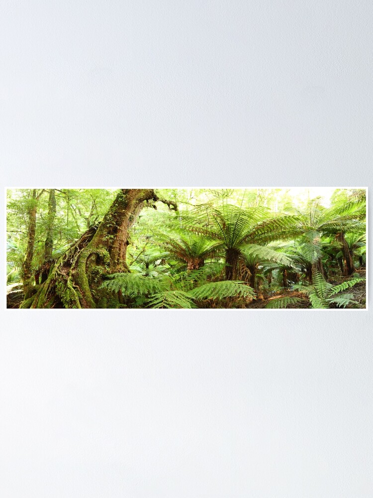 Thumbnail 1 of 3, Poster, Myrtle Tree, Tarra Bulga National Park, Australia designed and sold by Chockstone.