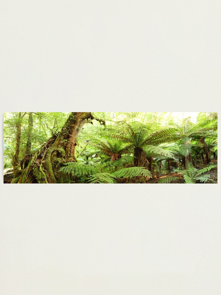 Thumbnail 1 of 3, Photographic Print, Myrtle Tree, Tarra Bulga National Park, Australia designed and sold by Chockstone.