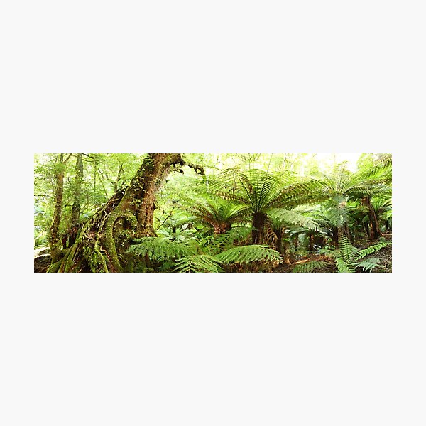Photographic Print