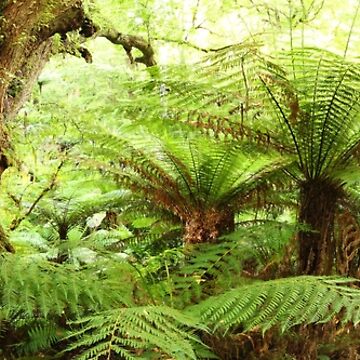 Artwork thumbnail, Myrtle Tree, Tarra Bulga National Park, Australia by Michael Boniwell