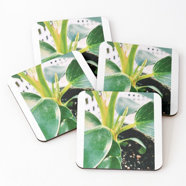 Item preview, Philodendron Birkin 2 designed and sold by grdnstplantmom.