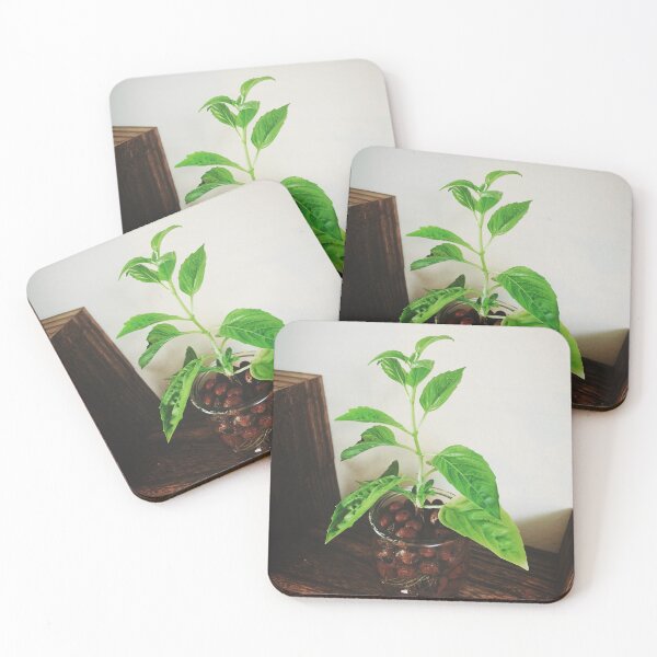 Item preview, Basil Baby designed and sold by grdnstplantmom.