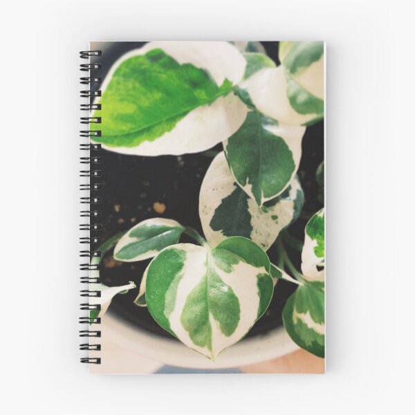 Item preview, N'Joy Pothos designed and sold by grdnstplantmom.