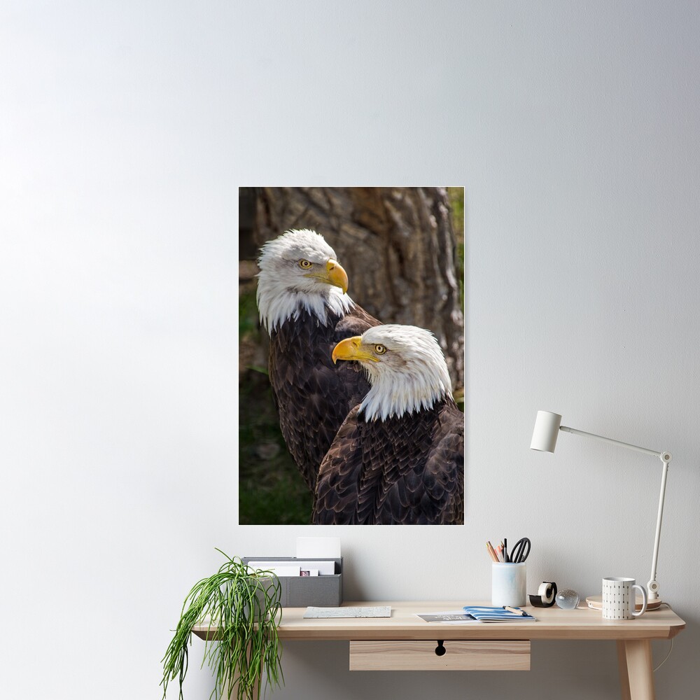 Two Eagles Poster