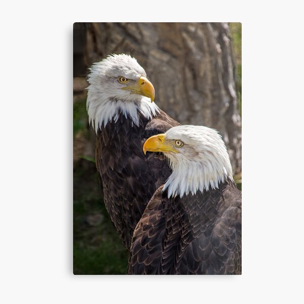 Two Eagles Metal Print