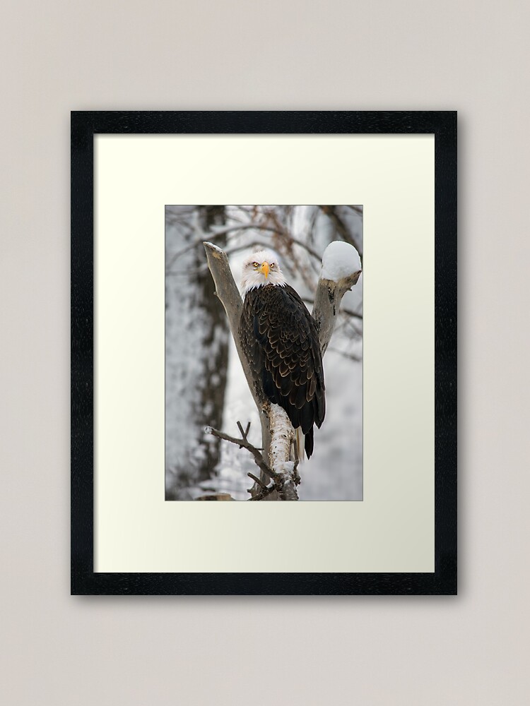 Alternate view of An Eagle in Winter Framed Art Print