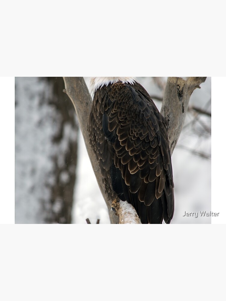 Thumbnail 2 of 2, Laptop Sleeve, An Eagle in Winter designed and sold by Jerry Walter.