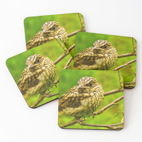 Item preview, Young thrush in the beautiful plumage designed and sold by yarvin13.