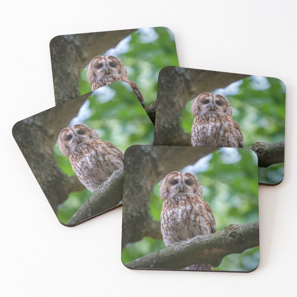 Item preview, Tawny owl (Strix aluco) designed and sold by Steve Liptrot Photography.