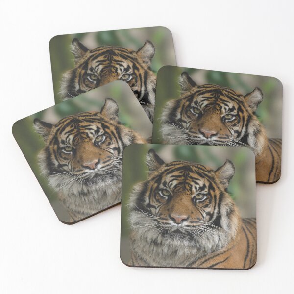 Item preview, Sumatran Tiger Close-Up designed and sold by rawshutterbug.