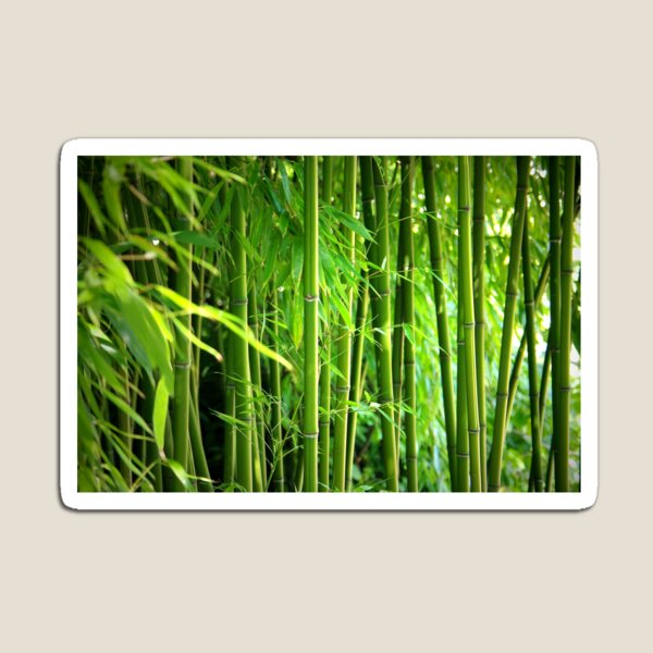 Bamboo Bambus Magnet