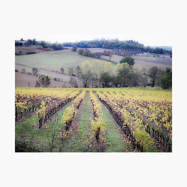 Item preview, Vineyard and French countryside - Landscape Photography of France designed and sold by Dan Shachar.