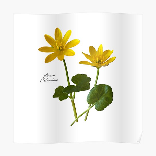 Lesser Celandine Poster
