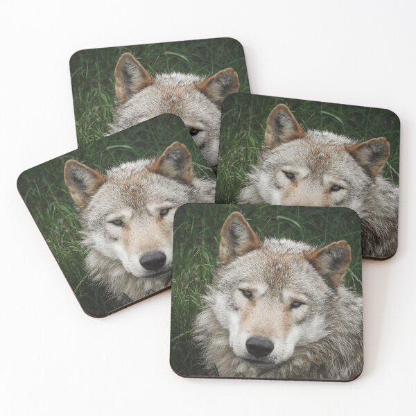 Item preview, Wolf Portrait - Animals and Nature Photography designed and sold by Dan Shachar.