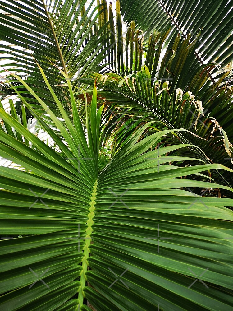 "Tropical Palm Tree Leaves, Island Vibes, Exotic Jungle, Tropical