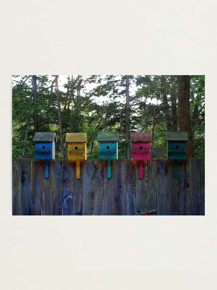 Alternate view of Birdhouse Blues Photographic Print