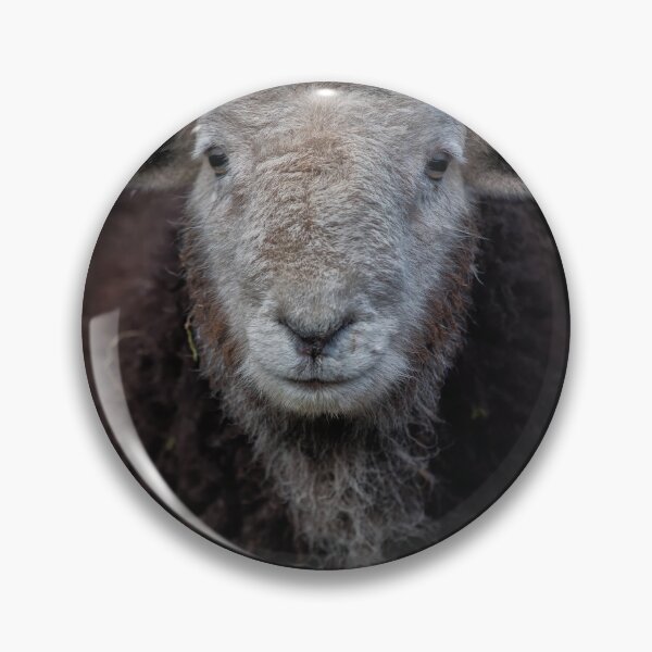 Item preview, A young Herdwick Ram designed and sold by Phil Buckle.
