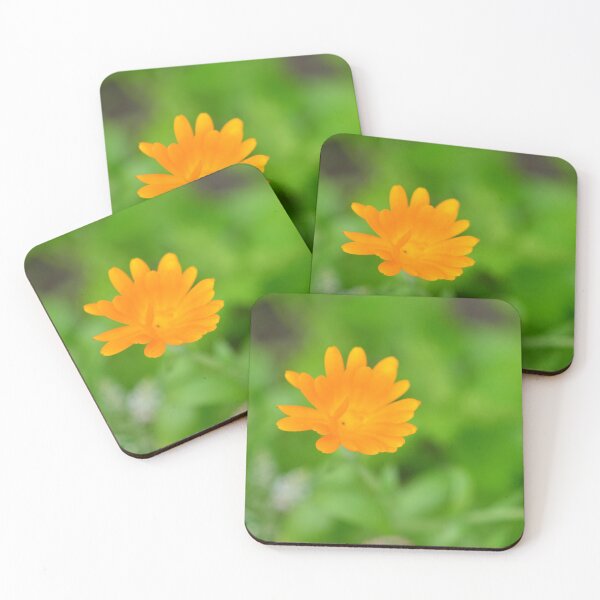 Item preview, Calendula flower in the urban garden designed and sold by wineandwords.