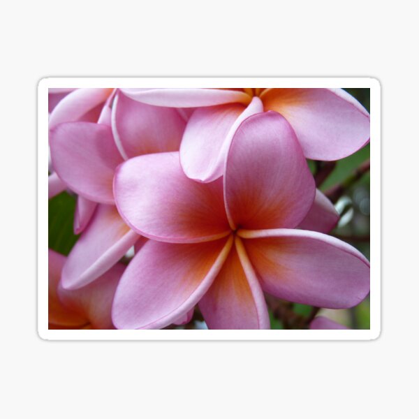 Item preview, Frangipani #1 Cushion  designed and sold by ginnymac.