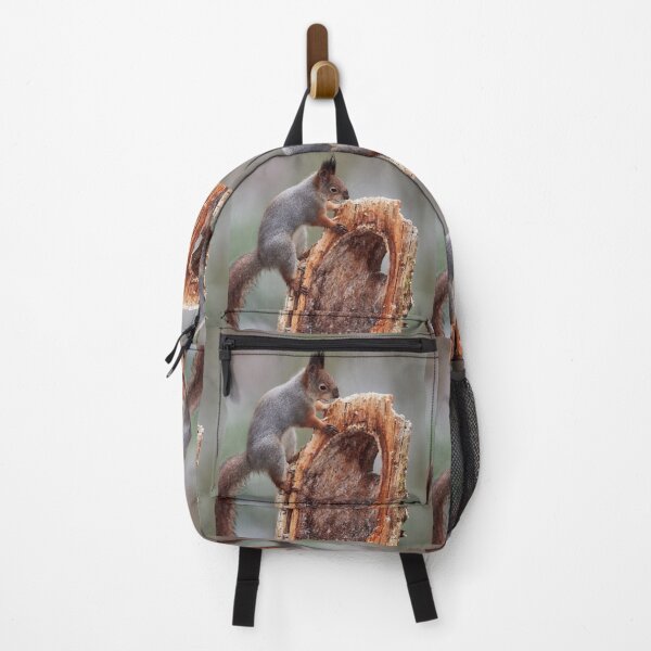 Item preview, Holding the whole hole. Eurasian red squirrel designed and sold by Jouko Lehto Photography.