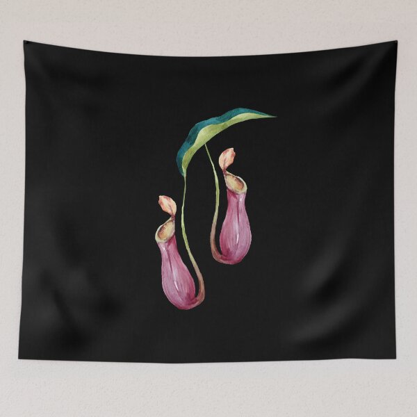 Item preview, Carnivorous Plant Lady Daddy Nepenhtes x Ventrata Pitcher Plant Gift  designed and sold by Carnivorous  Plant Club ⭐⭐⭐⭐⭐.
