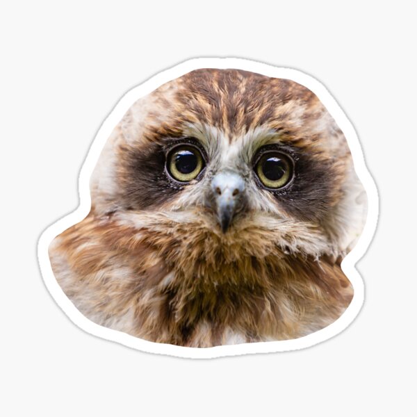 Bilbo the Boobook owl Sticker