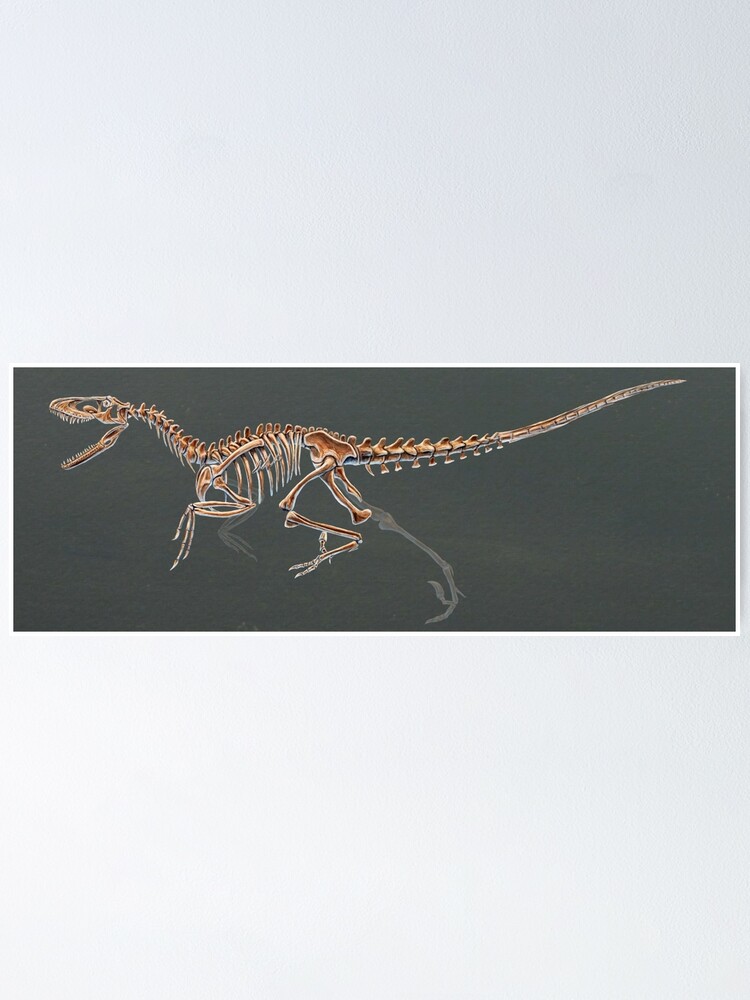 dakotaraptor skeleton