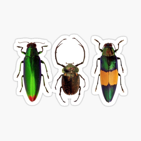 Bug Beetle Insects Species Coleoptera Beetles Animals Colorful Sticker