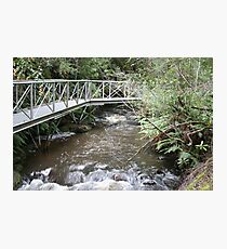 A walk through the bush Photographic Print