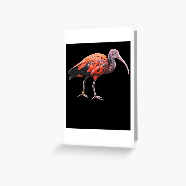 Tropical Bird Stationery Summer Beach Stationary Set Ibis and Egret Card
