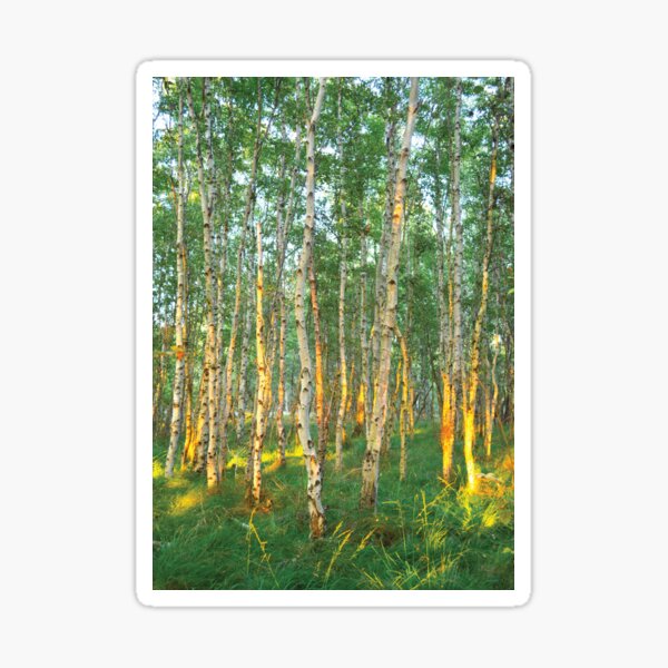 Birken in der Abendsonne auf der Insel Hiddensee Sticker
