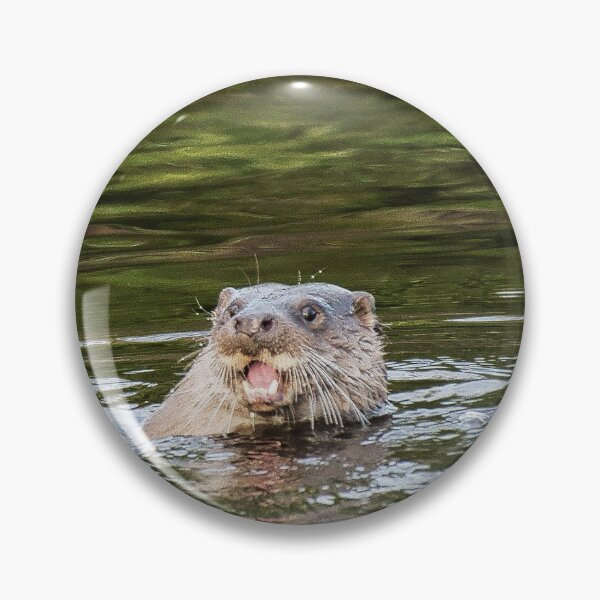 Item preview, Otter in the Water of Leith, Edinburgh, Scotland. designed and sold by RobinDHunter.