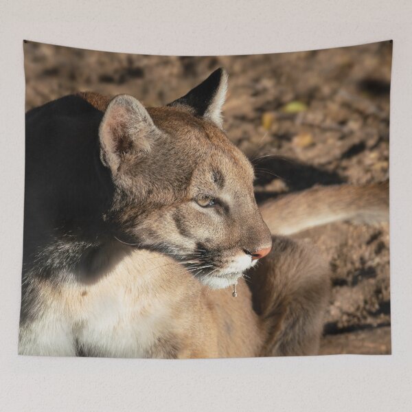 Item preview, Mountain Lion After a Drink designed and sold by MomentofPercep.