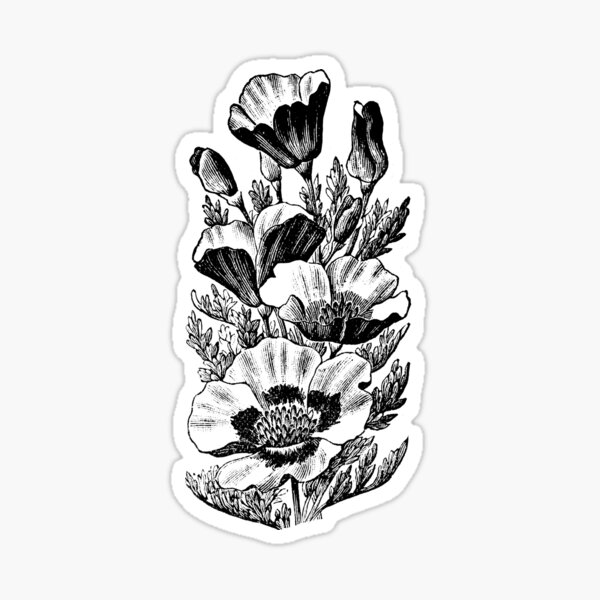 California poppy, antique engraving ca 1892 Sticker