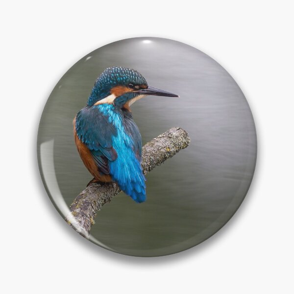 Item preview, Common Kingfisher designed and sold by Steve Liptrot Photography.