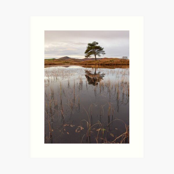 Kelly Hall Tarn morning reflections Art Print