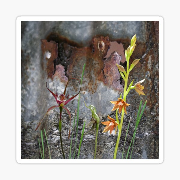 Rusty Spider & Orchids with Rusty Tin, native orchids of Australia. Sticker