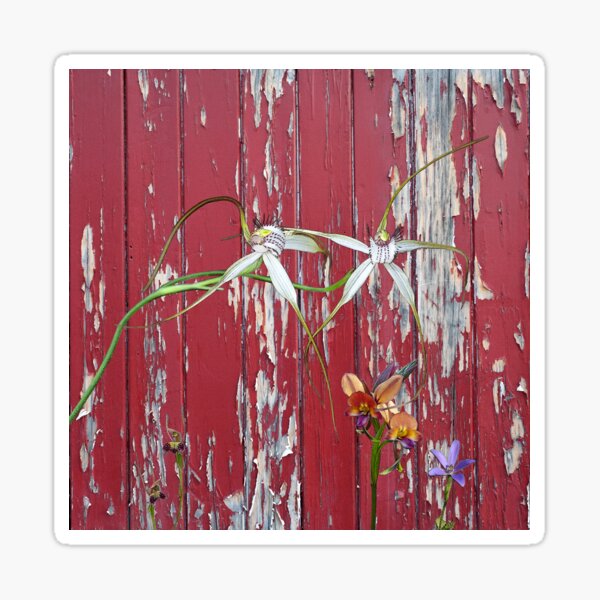 Longicordia Orchid with Red Painted Wall, native orchids of Western Australia. Sticker