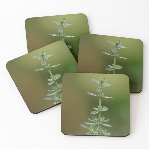 Item preview, Silver thyme in the urban garden. designed and sold by wineandwords.