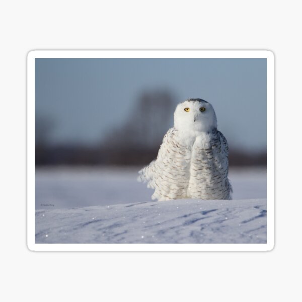 Saint Snowy Sticker