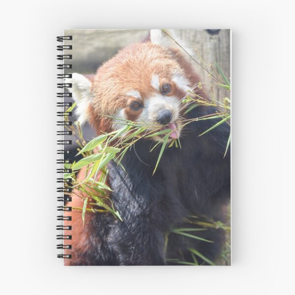 Item preview, RedPanda eating designed and sold by Ksswaden.