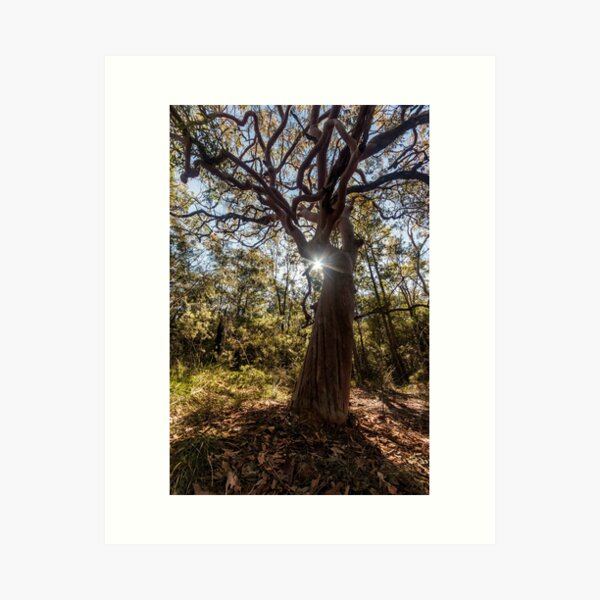 Item preview, Tree in Kincumba Mountain Reserve  designed and sold by Geoff Wols.