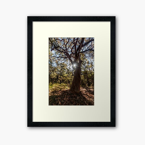 Item preview, Tree in Kincumba Mountain Reserve  designed and sold by Geoff Wols.