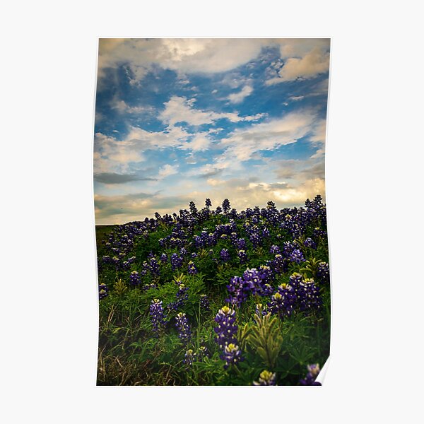 Hillside Bluebonnets Poster