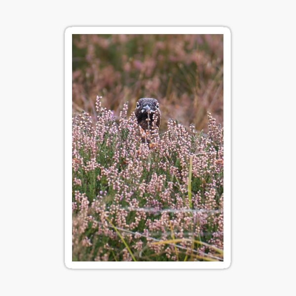 Red grouse Sticker