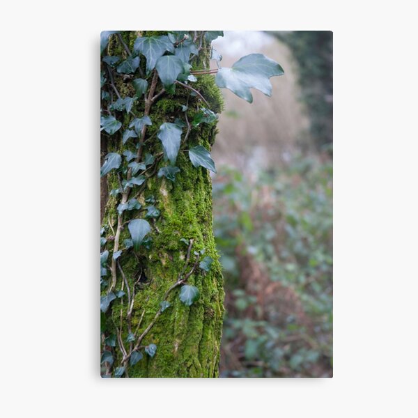 Path in Ireland Metal Print