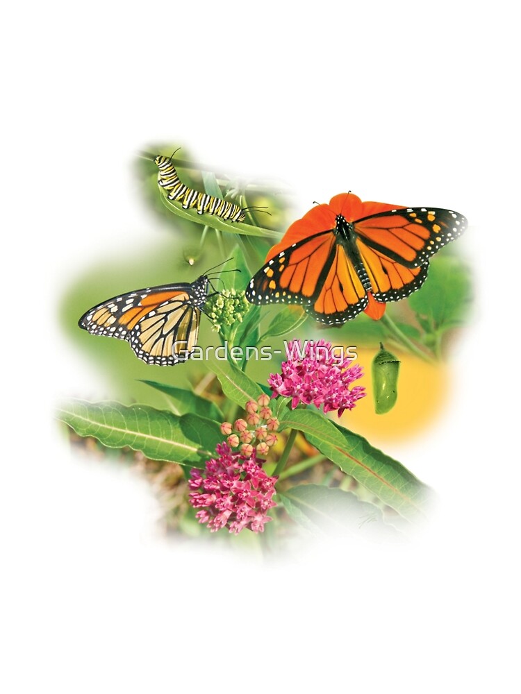 Monarch Life Cycle by Gardens-Wings